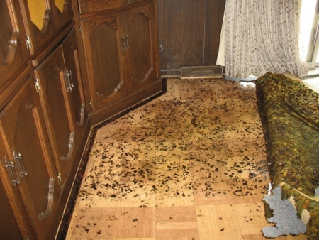 Standing water leads to mold growth. If your home is ever flooded, cut up and toss out flood-soaked carpets and ventilate your rooms as soon as possible. (Photo courtesy of Teresa K., Beachwood, Ohio)